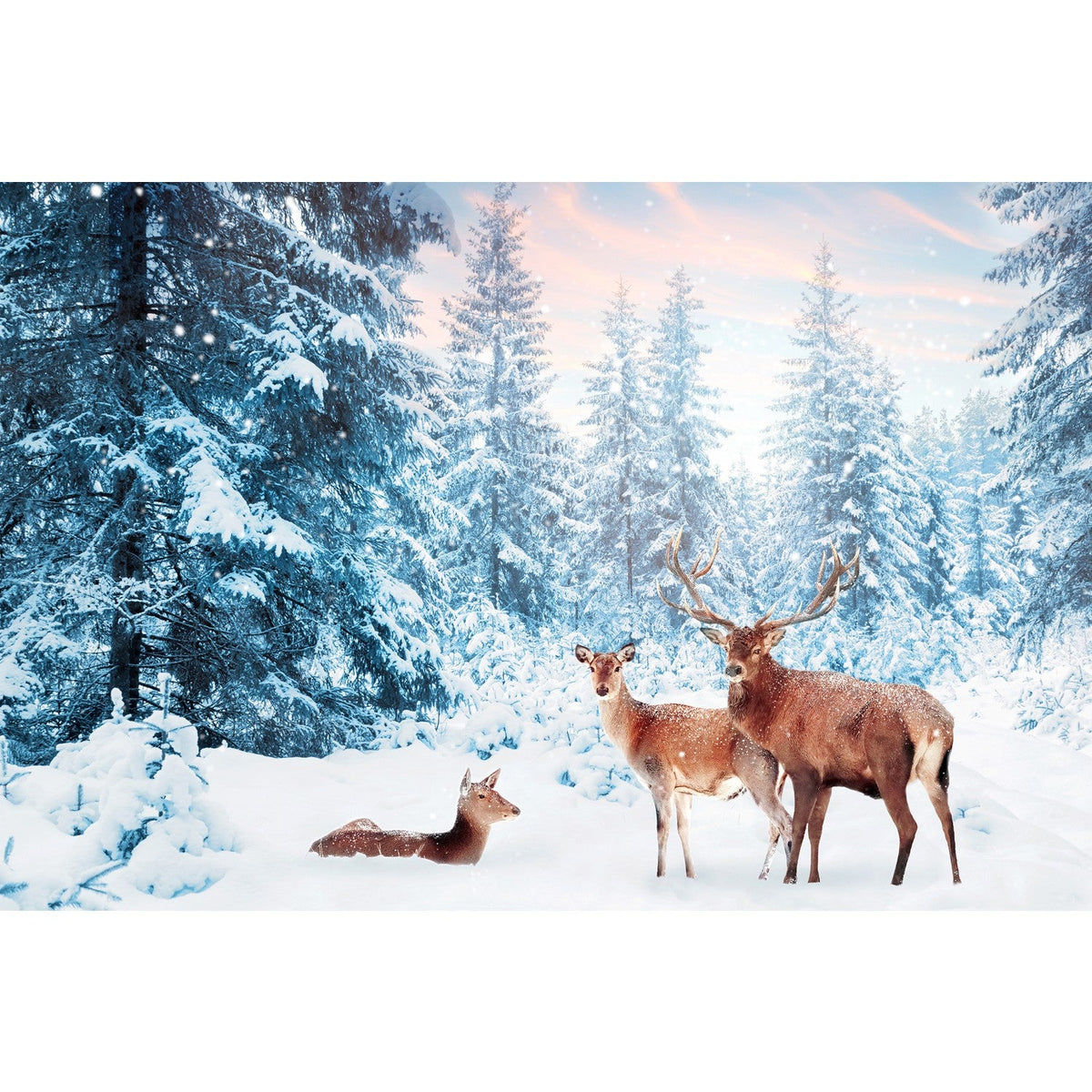 Acrylglasbild - Rotwild-Familie im Winterwald