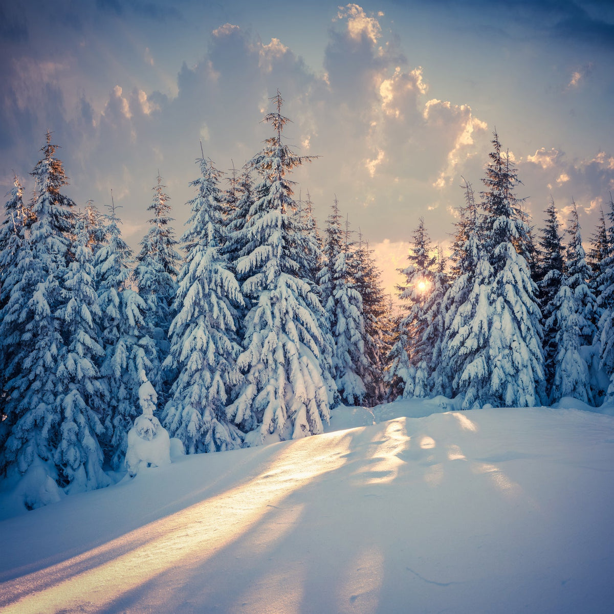 Acrylglasbild - Verschneiter Winterwald bei Sonnenuntergang