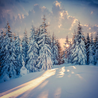 Acrylglasbild - Verschneiter Winterwald bei Sonnenuntergang