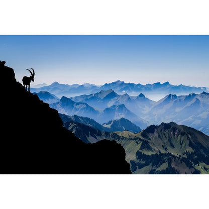 Acrylglasbild - Steinbock-Silhouette über dem Alpenpanorama
