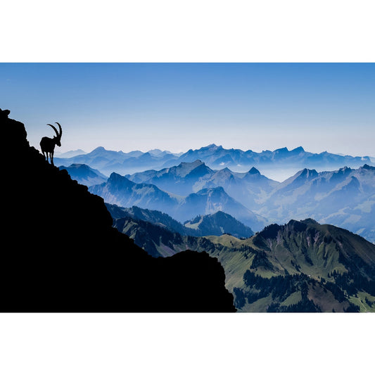 Acrylglasbild - Steinbock-Silhouette über dem Alpenpanorama