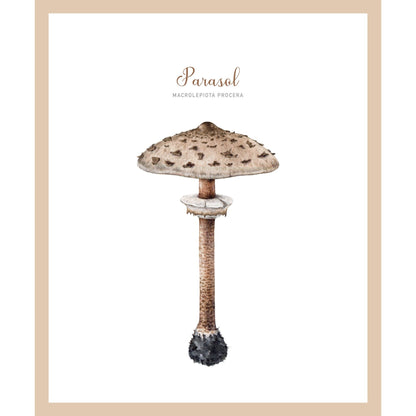 Rahmenbild - Parasol Pilz Vintage Zeichnung